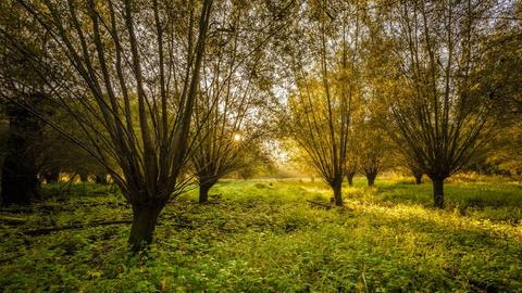 Morgensonne im Naturschutzgebiet Kühkopf