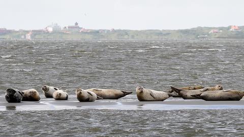 Seehunde im Wattenmeer