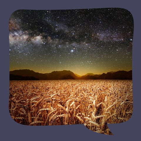 Ein Getreidefeld bei Nacht
