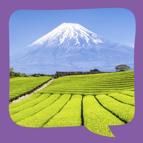 Der Berg Fuji hinter hellgrünen Feldern