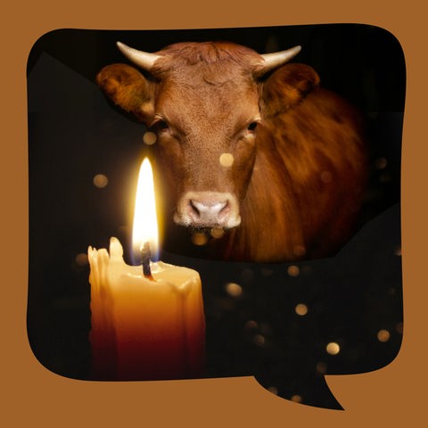Eine Kuh schaut eine Kerze an