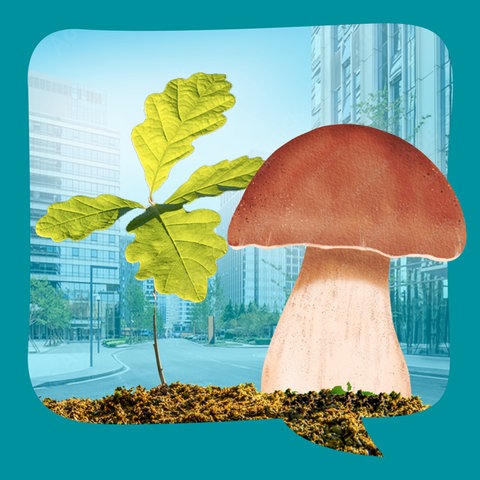 Julia Klein: Eiche und Steinpilz