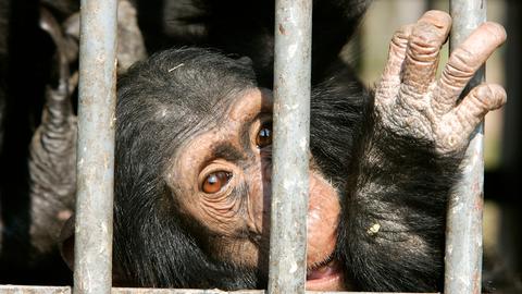 Schimpanse hinter Gittern im Zoo