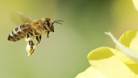 Europäische Honigbiene