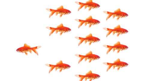 ein Fisch schwimmt gegen den Schwarm