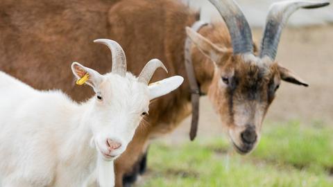 Geißbock "Hennes VIII.", Maskottchen des FC Köln, und seine neue Partnerin 