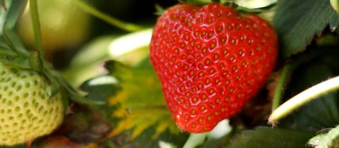 Eine Erdbeere hängt am 20.05.2014 auf ein Erdbeerfeld in Datteln (Nordrhein-Westfalen) neben weißen unreifen Erdbeeren.