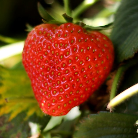 Eine Erdbeere hängt am 20.05.2014 auf ein Erdbeerfeld in Datteln (Nordrhein-Westfalen) neben weißen unreifen Erdbeeren.