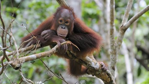 Borneo-Orang-Utan