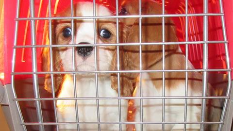 Hundewelpen sitzen in einem Transportbehälter. Bei der Kontrolle eines osteuropäischen Kleinwagens entdeckten die Fahnder der Lindauer Grenzpolizei auf der Autobahn 96 neun illegal eingeführte Hundewelpen.