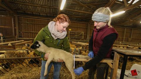 Zwei Frauen halten ein Lamm in einem Stall, eine vermisst das Tier.