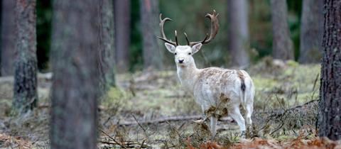 Dammwild im Wald