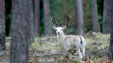 Dammwild im Wald