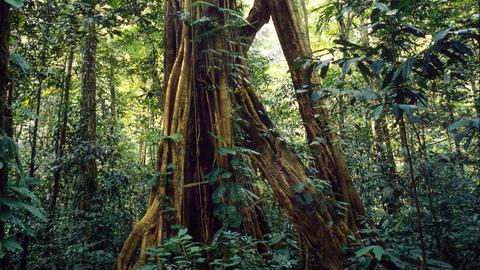 Borneo Regenwald Urwald