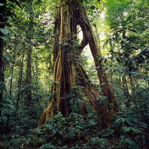Borneo Regenwald Urwald