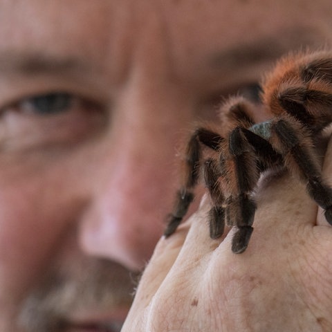 Eine Vogelspinne krabbelt über die Hand von Peter Jäger.