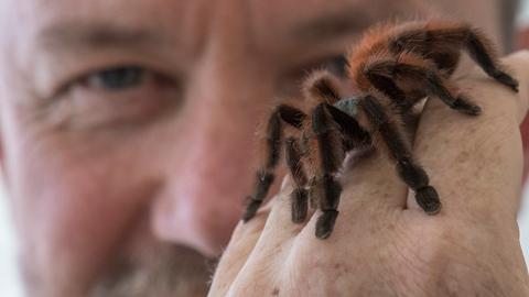 Eine Vogelspinne krabbelt über die Hand von Peter Jäger.