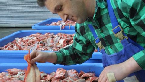 Ein Mitarbeiter eines Fischmehlwerks begutachtet das Rohmaterial zur Fischmehl-Herstellung, den Frischfisch. Es handelt sich in diesem Fall um Rotbarsch. Bei Rotbarsch gehen 35 % als Filets an den Verbraucher und 65 % (Köpfe, Schwänze und Haut) werden zu Fischmehl verarbeitet.