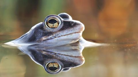 Frosch