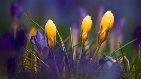 Krokusse