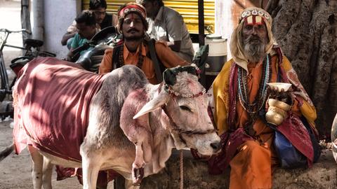 Heilige Kuh in Indien mit zwei Männern