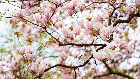 Blühende Magnolien - Frühlingszauber