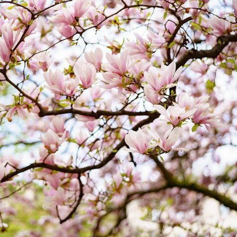 Blühende Magnolien - Frühlingszauber
