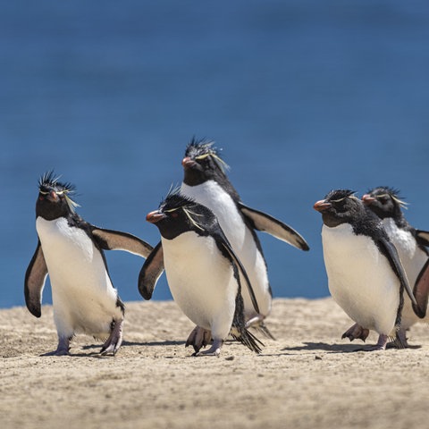 Felsenpinguine (Eudyptes chrysocome) 