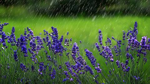 Sommer, Regen, Lavendel