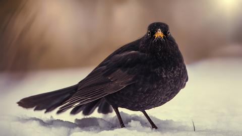 Amsel