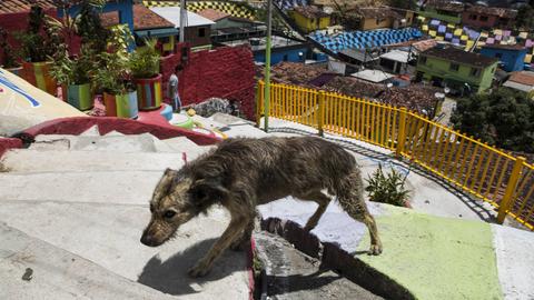 Hund in einer brasilianischen Favela 