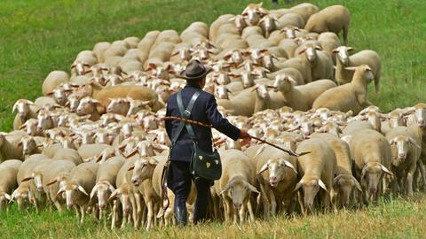 Schafzüchter mit Schafen