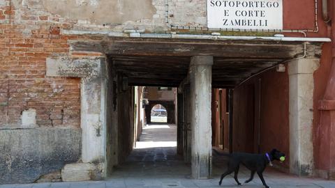 Hund vor dem Durchgang Sotoportego e Corte Zambelli, beim Campo S. Giacomo dall Orio, Venedig.