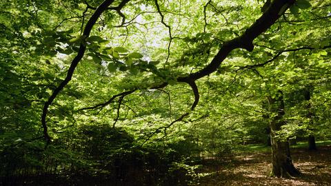 Die Sonne scheint im Nationalpark Kellerwald-Edersee durch den Buchenwald.