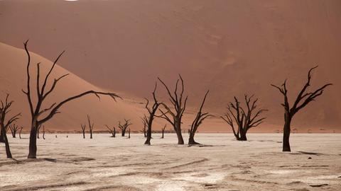Abgestorbene Bäume in der Wüste Deadvlei, Namibia