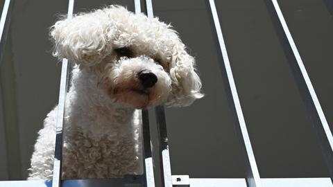kleiner Hund