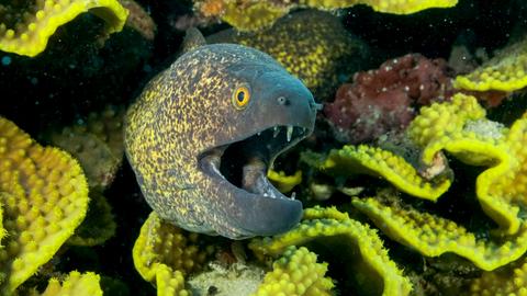 Gelbgefleckte Muräne lugt aus ihrer Salatkoralle oder Gewundene Salatkoralle (Turbinaria reniformis) Rotes Meer, Ägypten,
