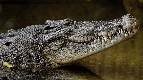 Australisches Krokodil