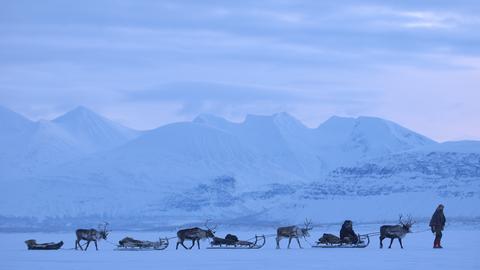 Rentier-Schlitten in Lappland