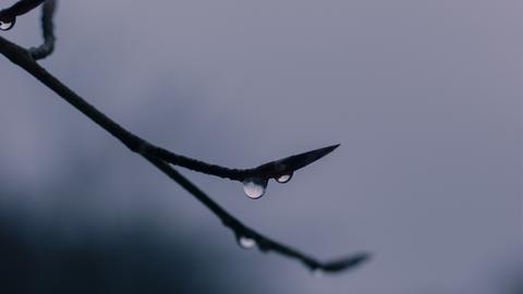 Wassertropfen an Zweig