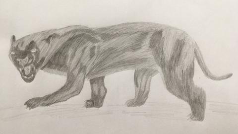 Zeichnung Panther
