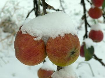 Äpfel mit Schnee