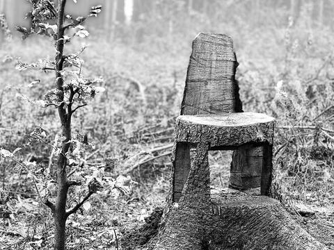 Impressionen aus dem Vogelsberg: Ein noch in der Erde verwurzelter Baumstumpf, aus dem mit der Kettensäge zu einem Stuhl geschnitten ist