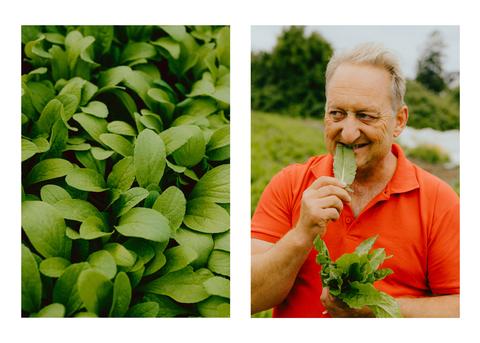 2 Reportage-Fotos: links ein Feld mit Borretsch, rechts hat Herr Schecker ein Bündel Sauerampfer in dei Hand und beißt in ein Blatt