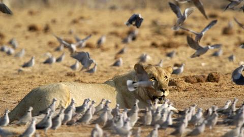 Löwe Vögel Tauben Südwestafrika Namibia Afrika Tiere