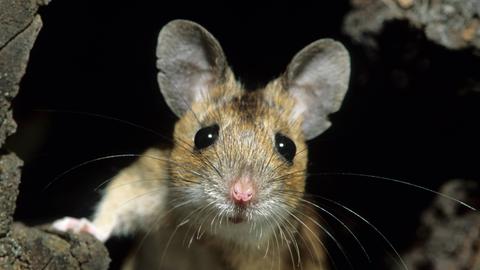 Maus