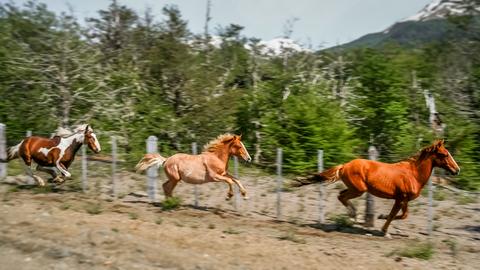 rennende Mustangs