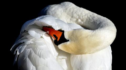 Schwan