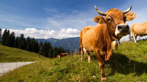 Kuh in den Schweizer Bergen