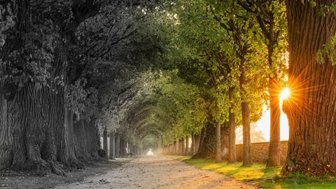 Allee links grau rechts farbig mit durch die Baumreihe scheinende Sonne